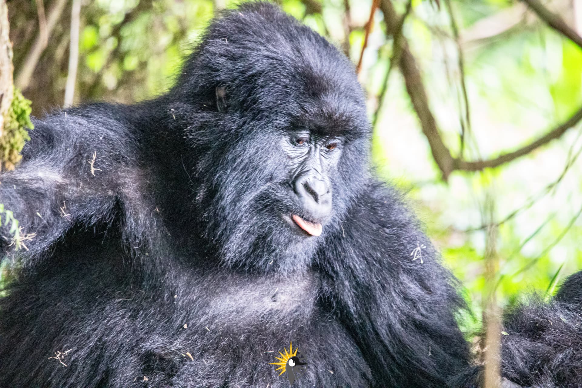 gorilla