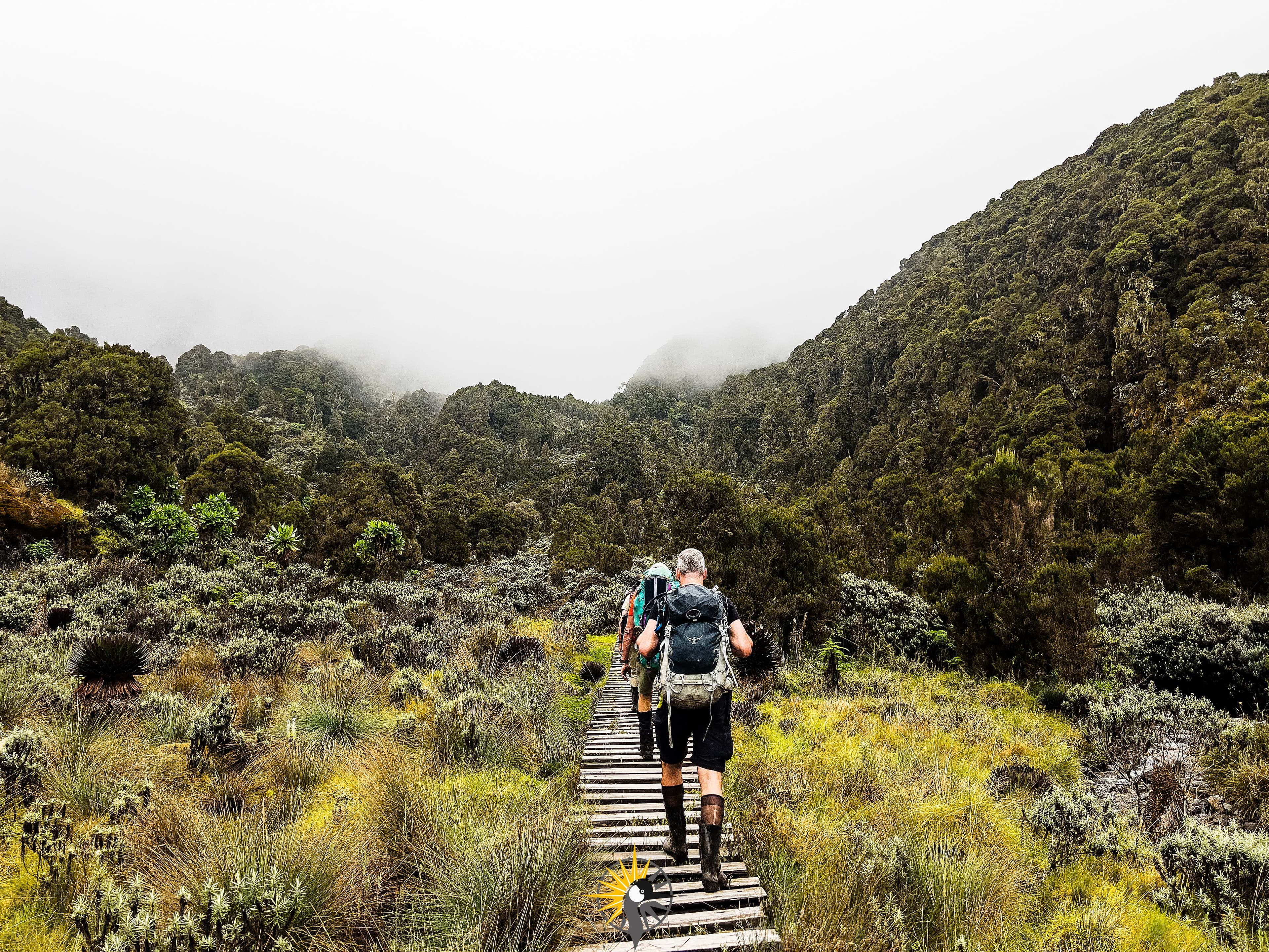 Clients hiking Mountain Rwenzori