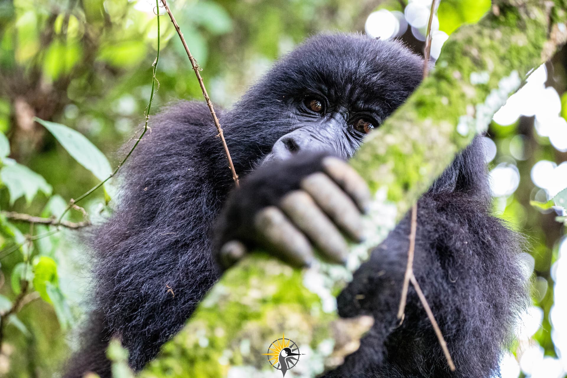 a gorilla holding a tree