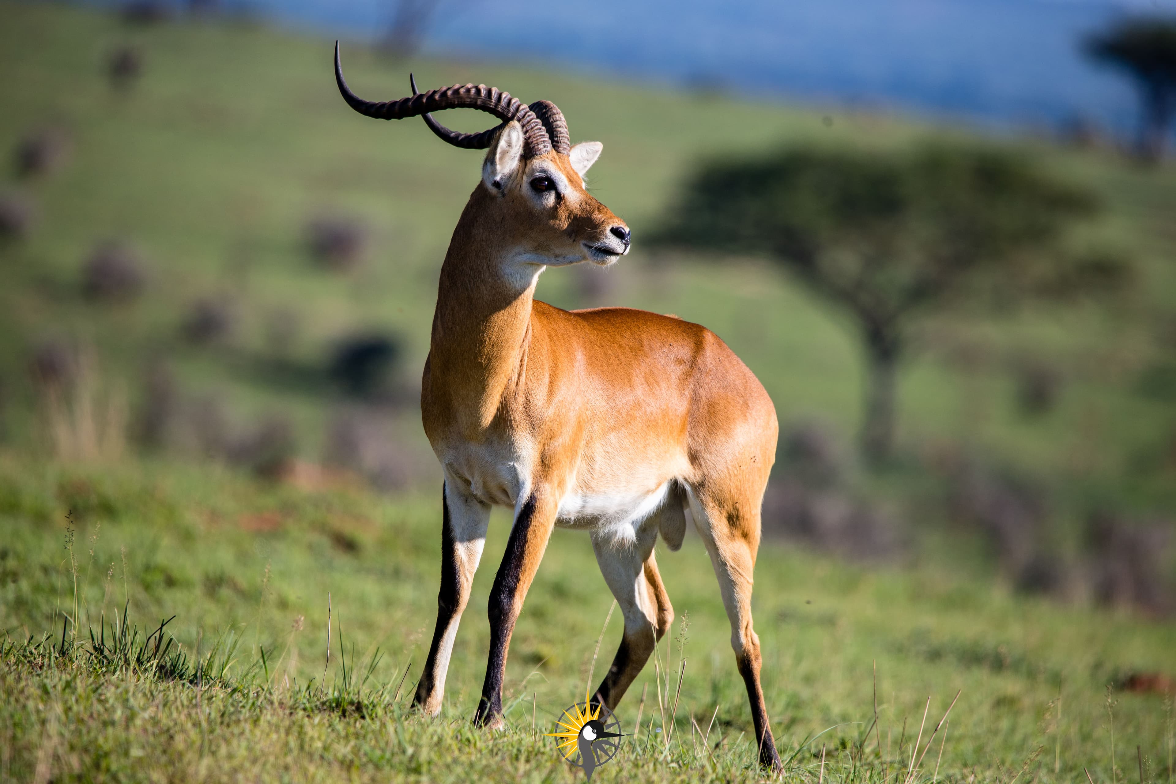 A male Uganda Kob