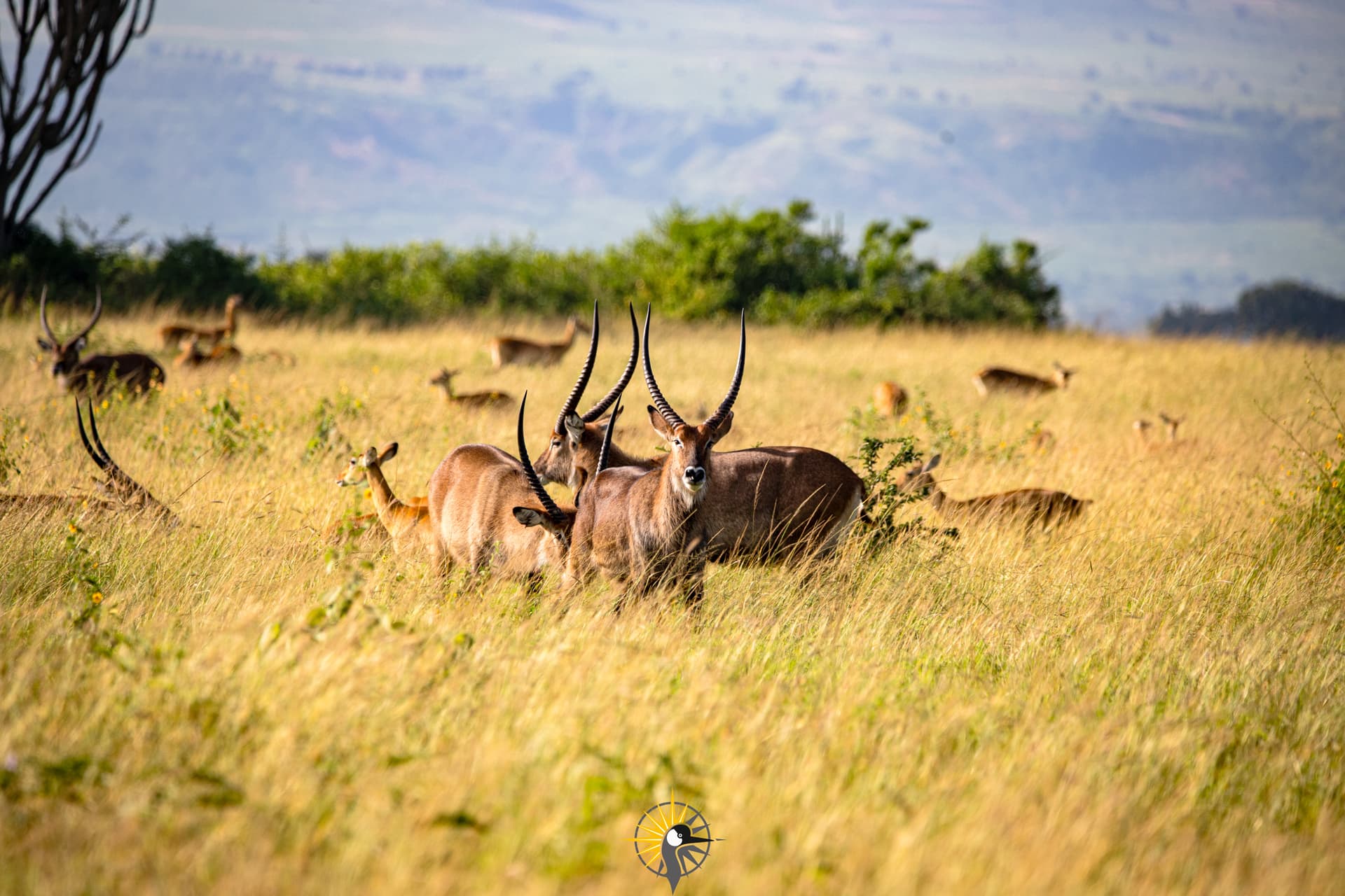 A group of water bucks