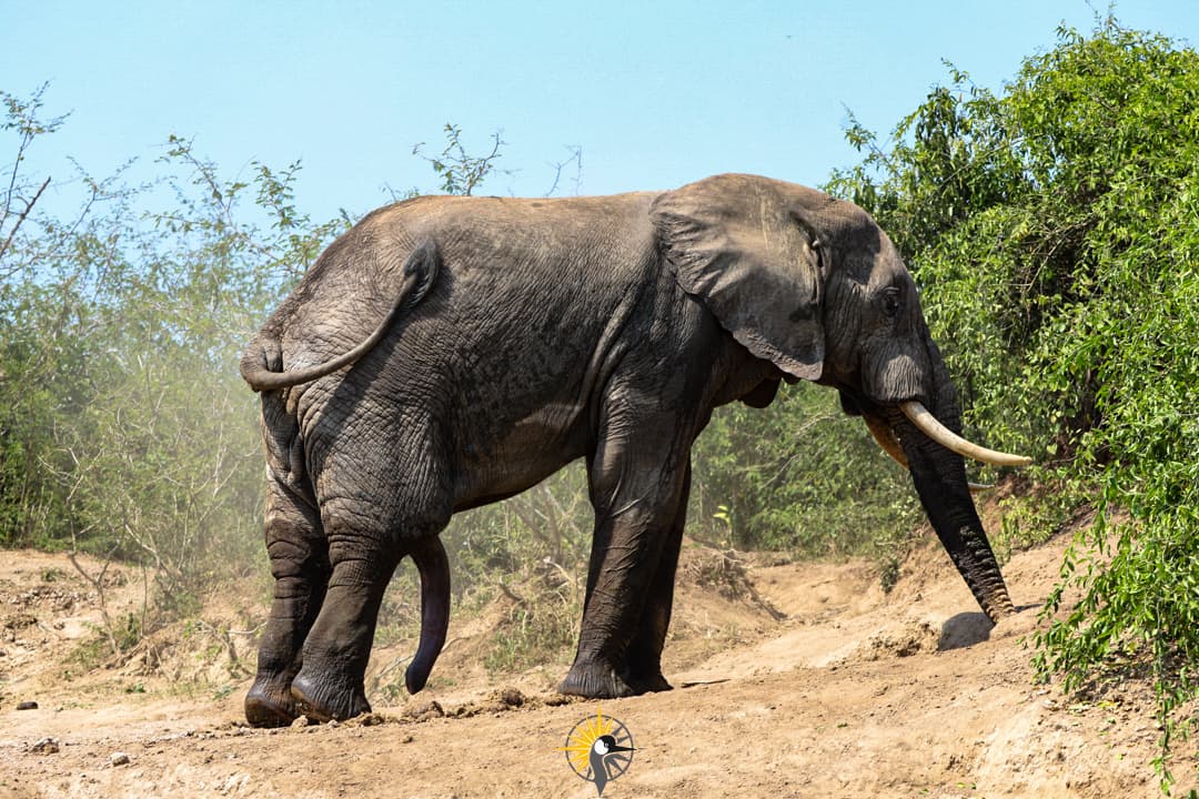 an elephant in queen elizabeth