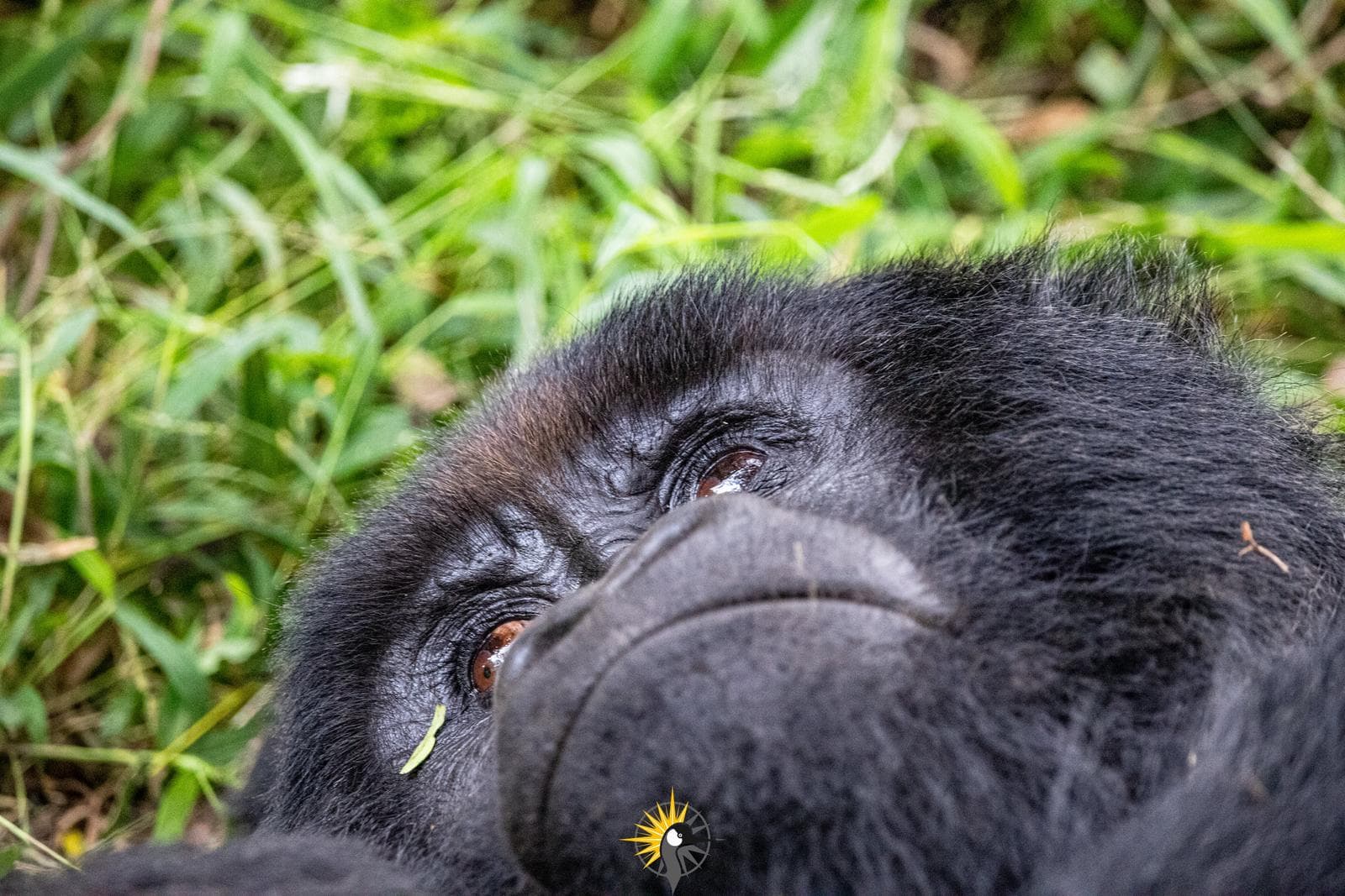 the head of a mountain gorilla