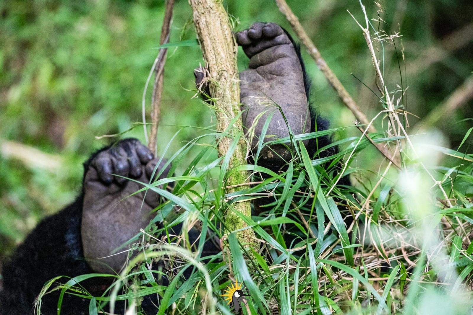 Legs of a mountain gorilla