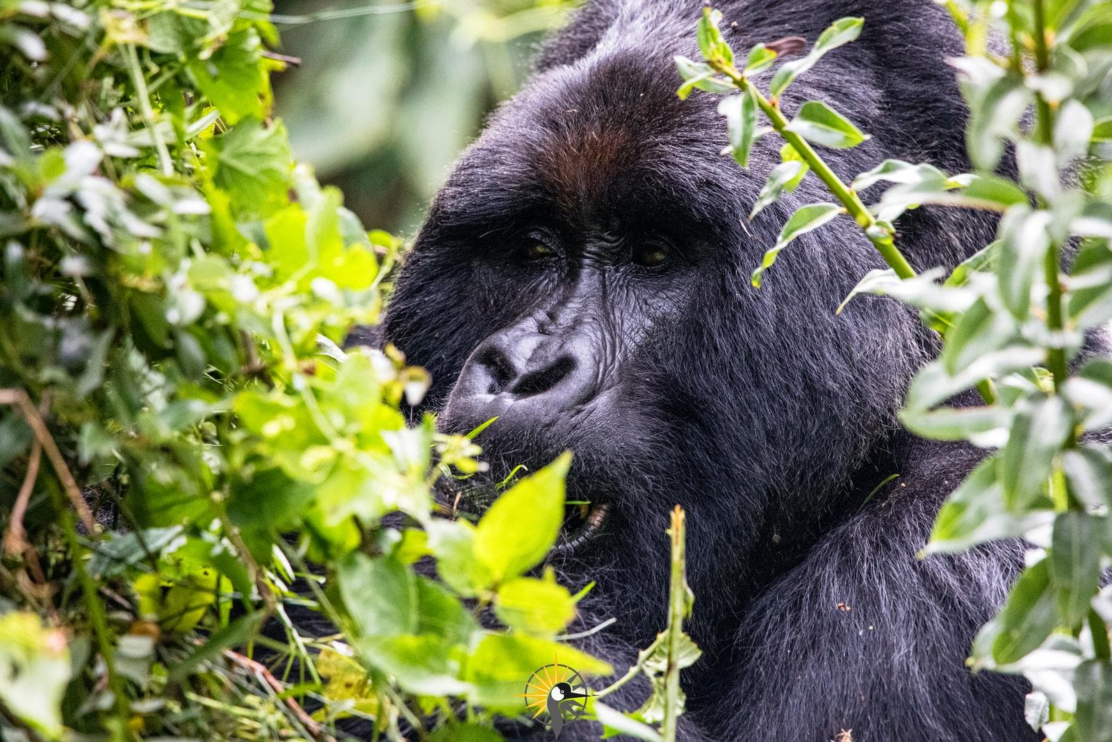 silverback gorilla in a thicket