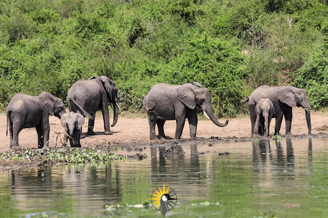 Elephants Drinking water  on Kazinga Channel
