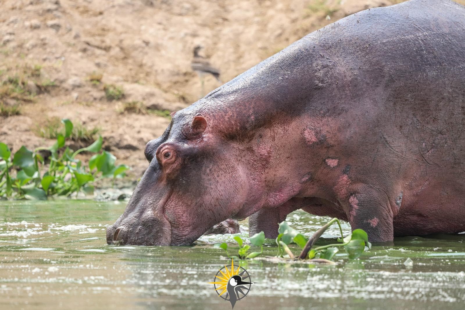 a hippo