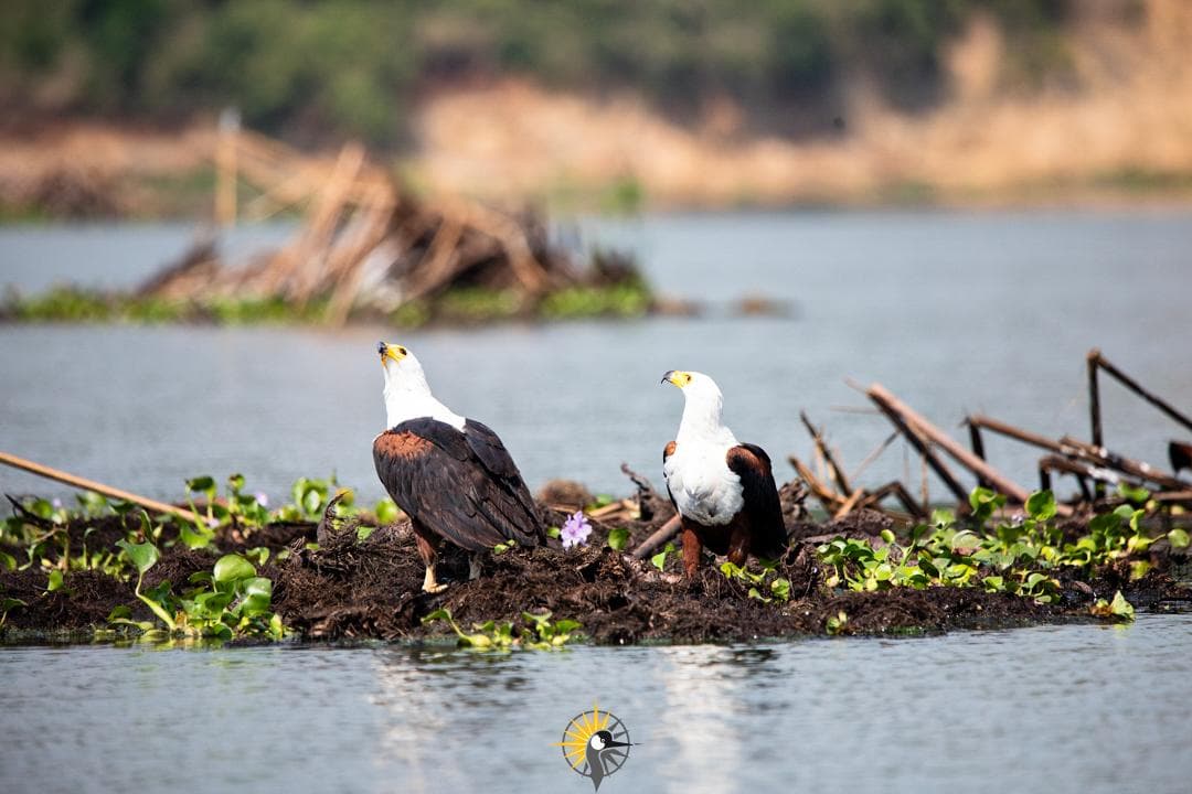 The african fish eagle