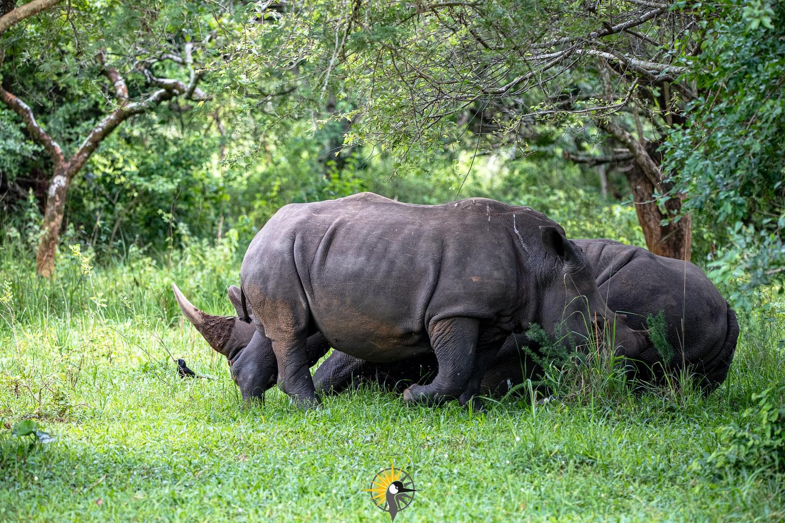 rhinos at Zziwa rhino sanctuary