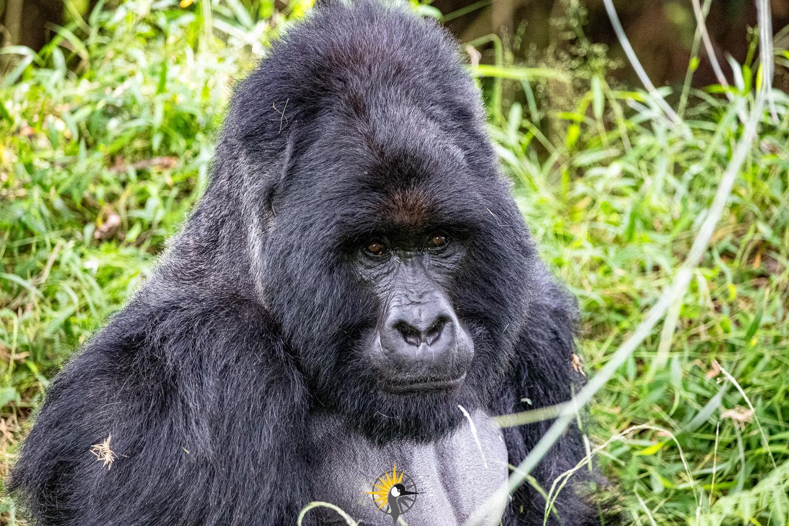 A  close up photo of a gorilla