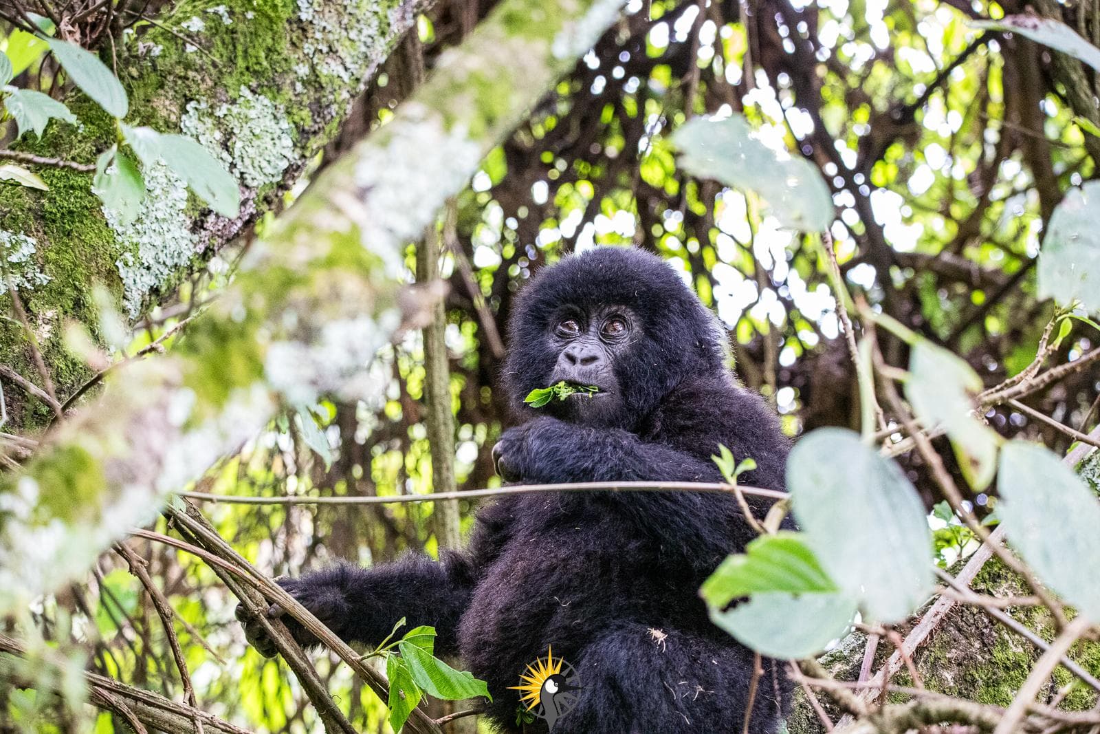 a young gorilla up in a tree feeding