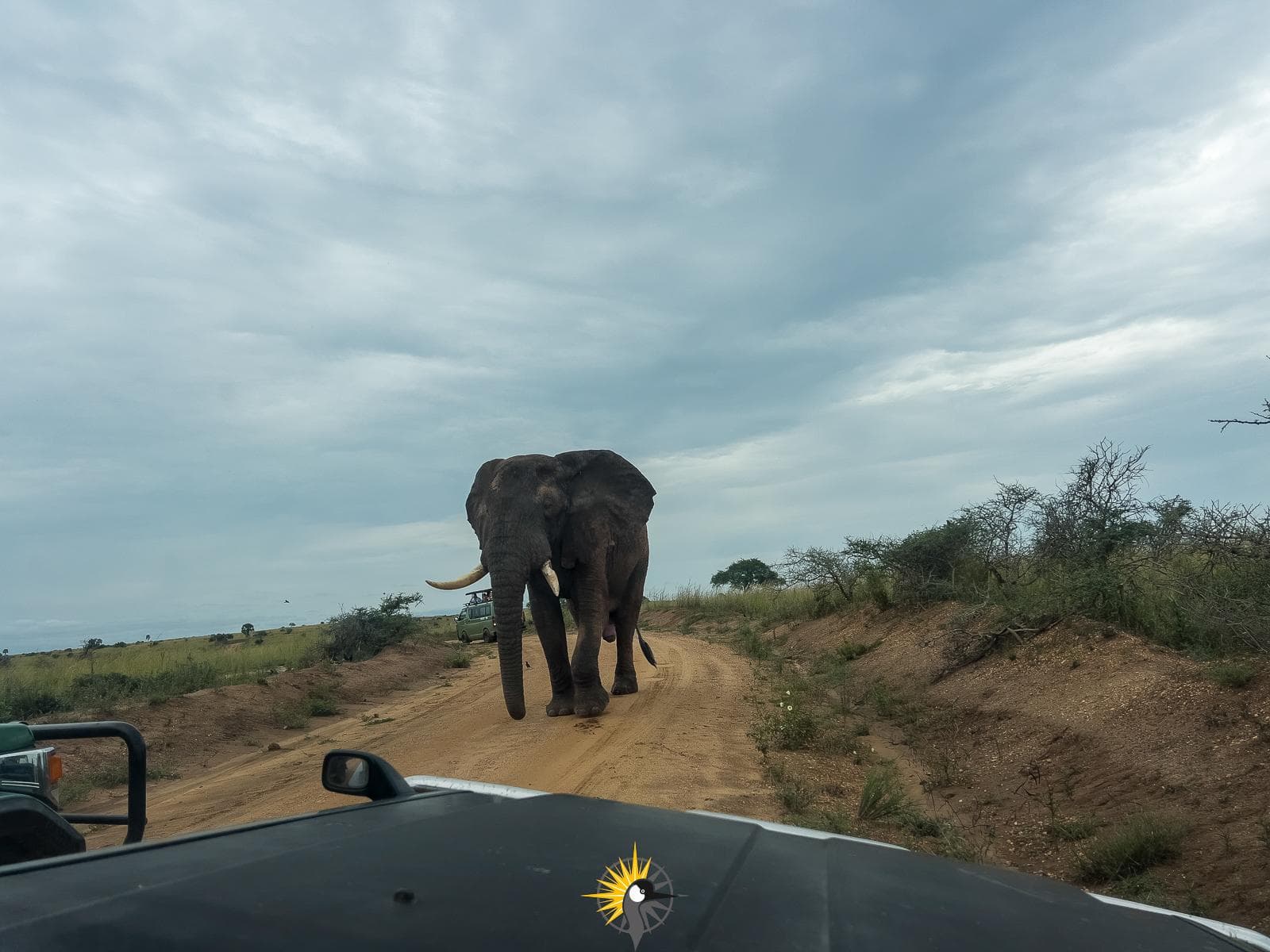 an elephant seen in a gamedrive