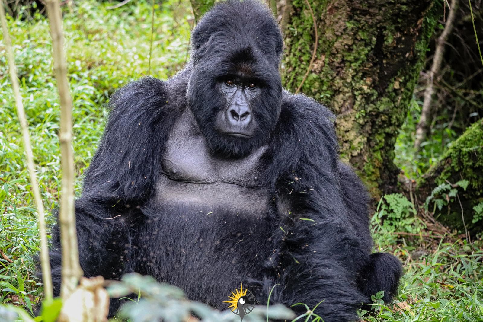 a sitting silverback gorilla