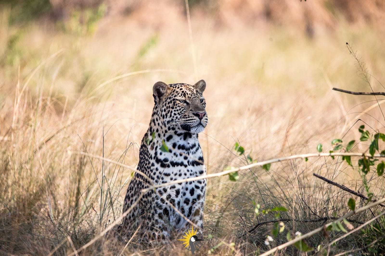 A Leopard sitting