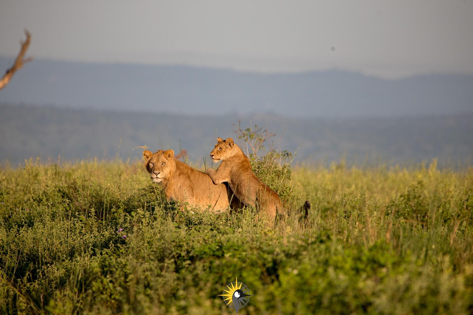 Two lions play fighting