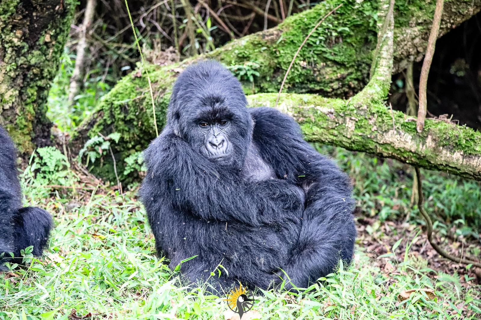 a gorilla sitting