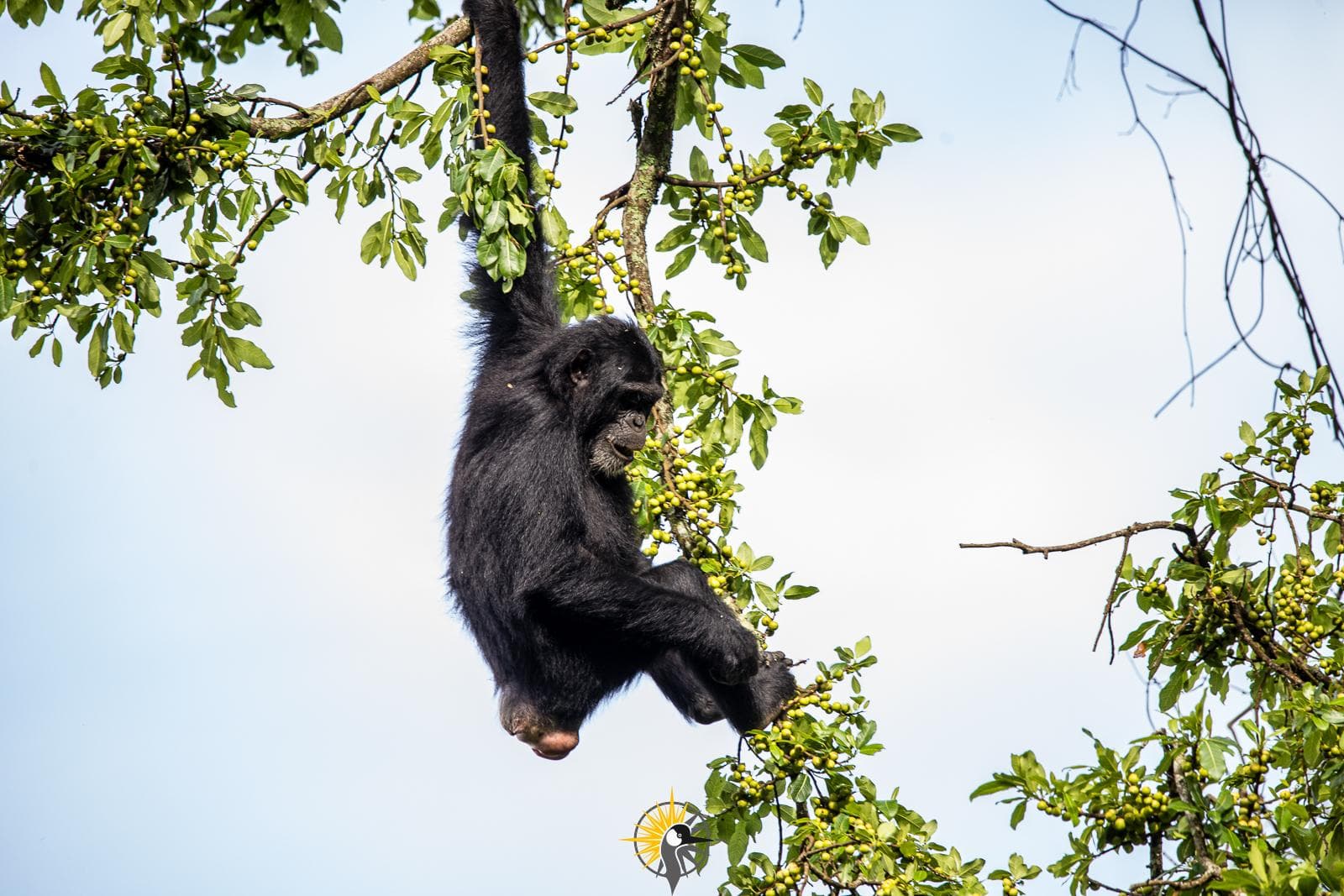 a photo of a chimpanzee hanging