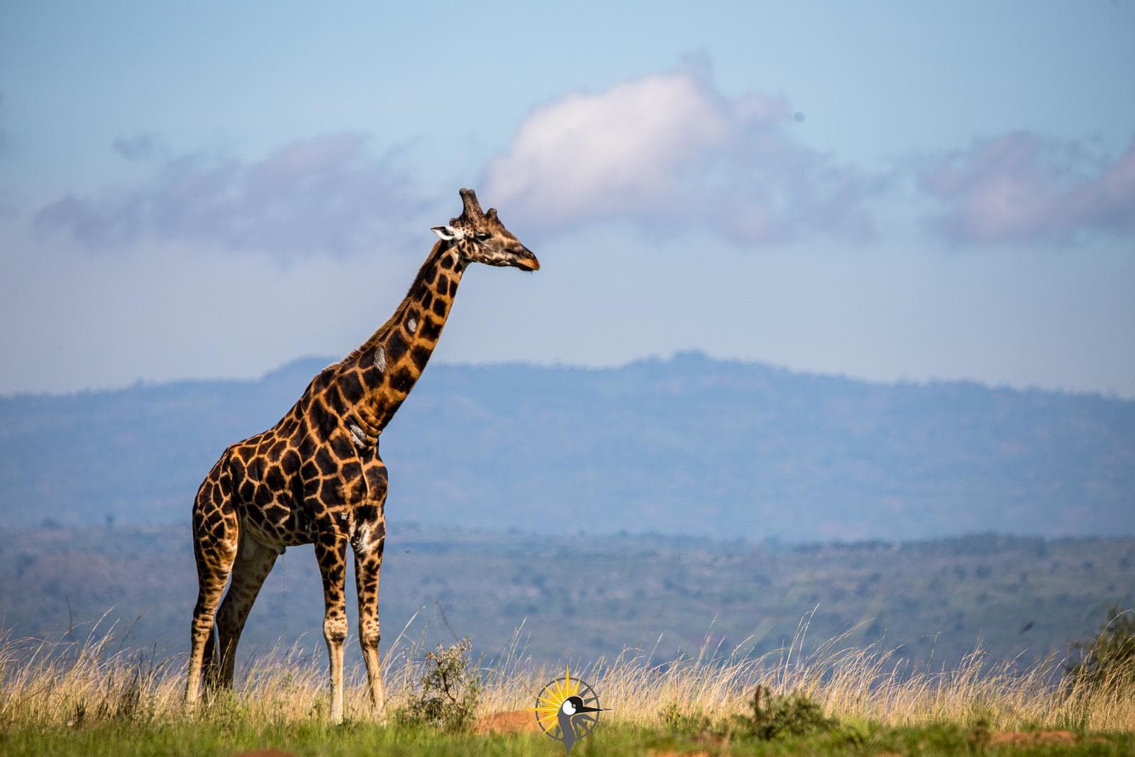 a giraffe in akagera national park