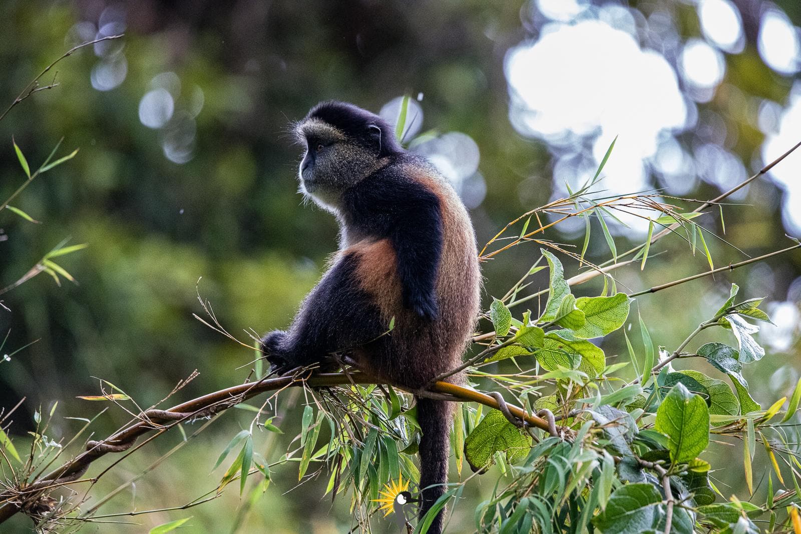 a Golden monkey sitting on a bamboo tree