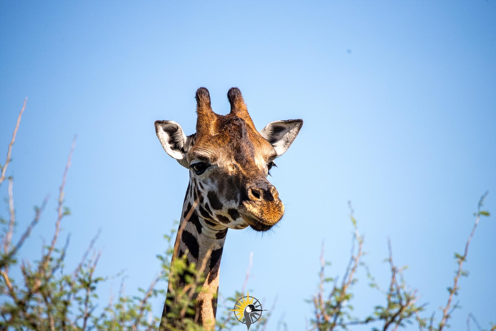 a head of a giraffe