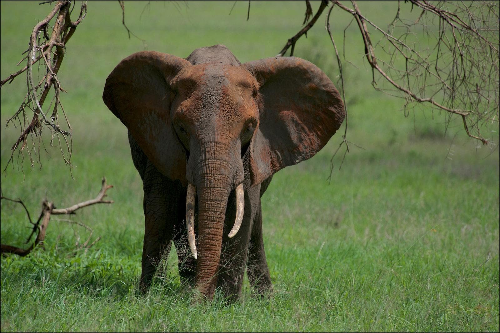 Elephant at Tarangire national park