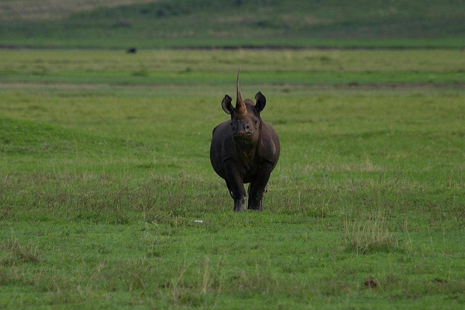 Rhino at Ngorongoro crater