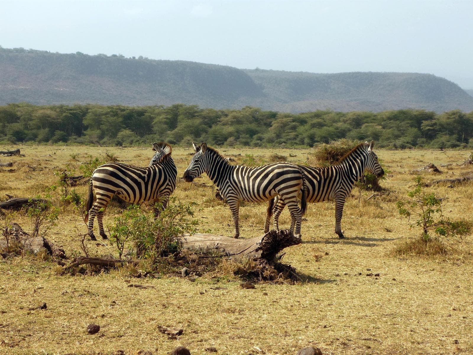 zebras at Lake Manyara