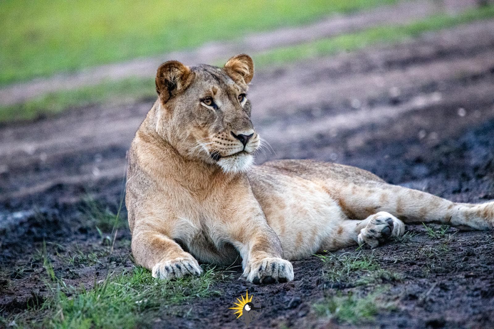 An african lion in queen elizabeth national park