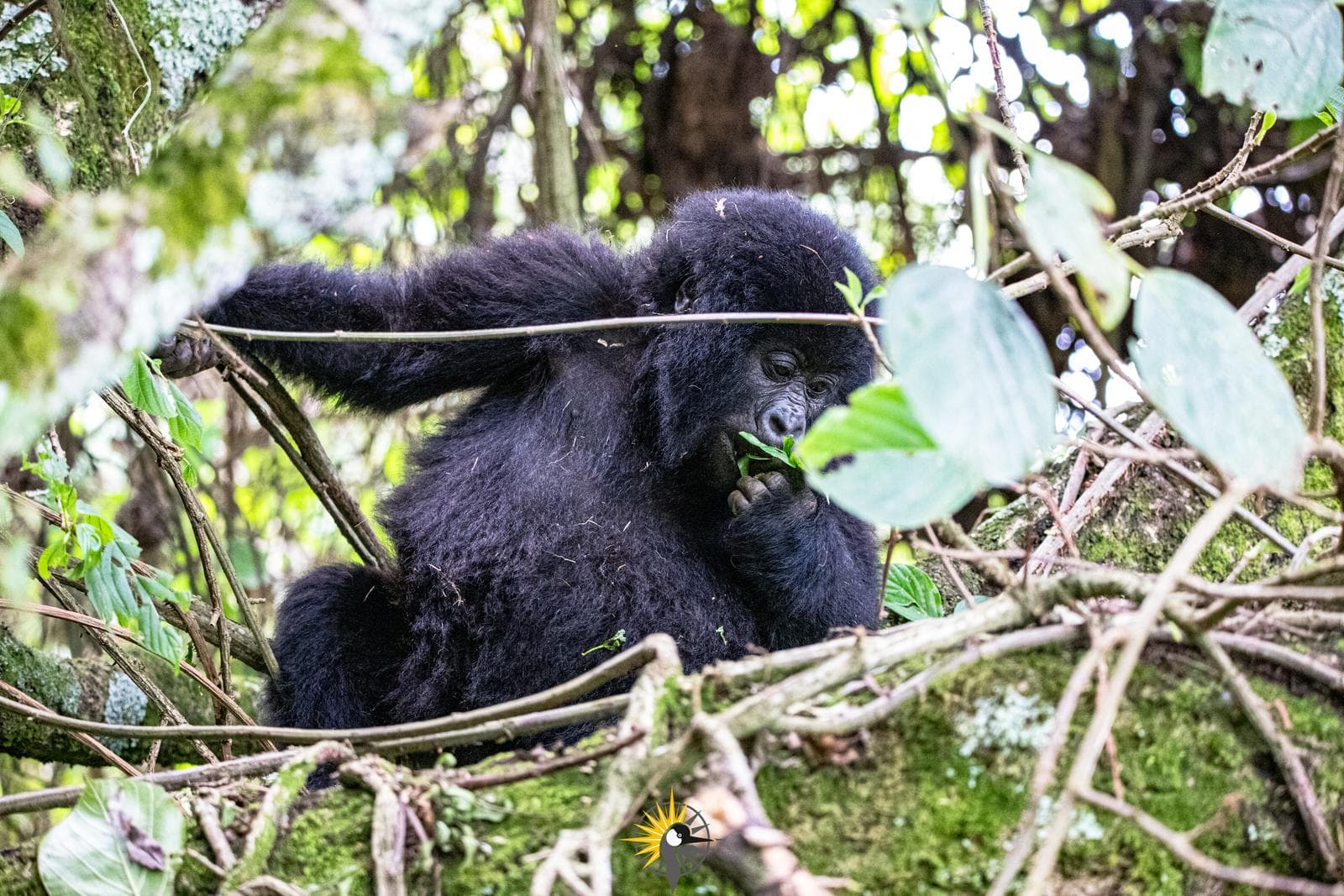 a young mountain gorilla up in a tree feeding