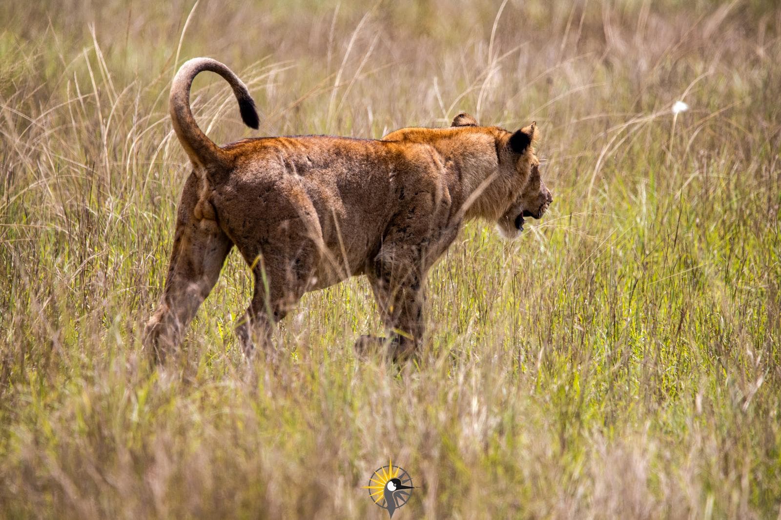 a juvenile lioness