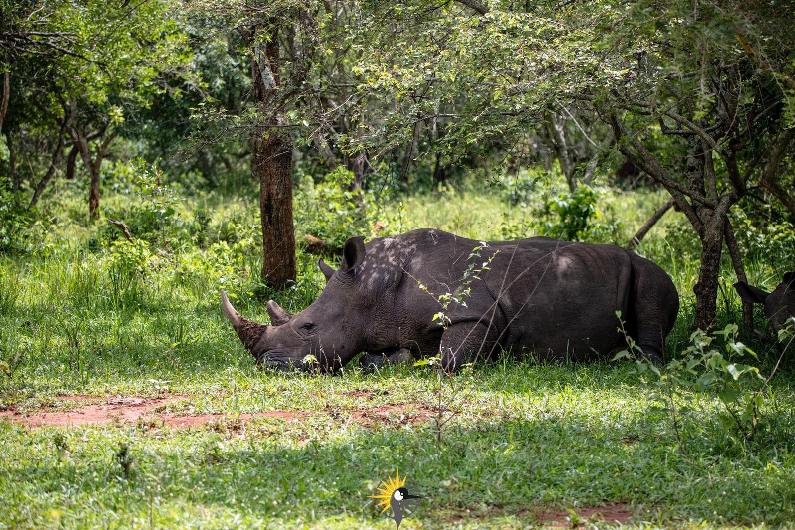 rhinos at zziwa rhino sanctuary