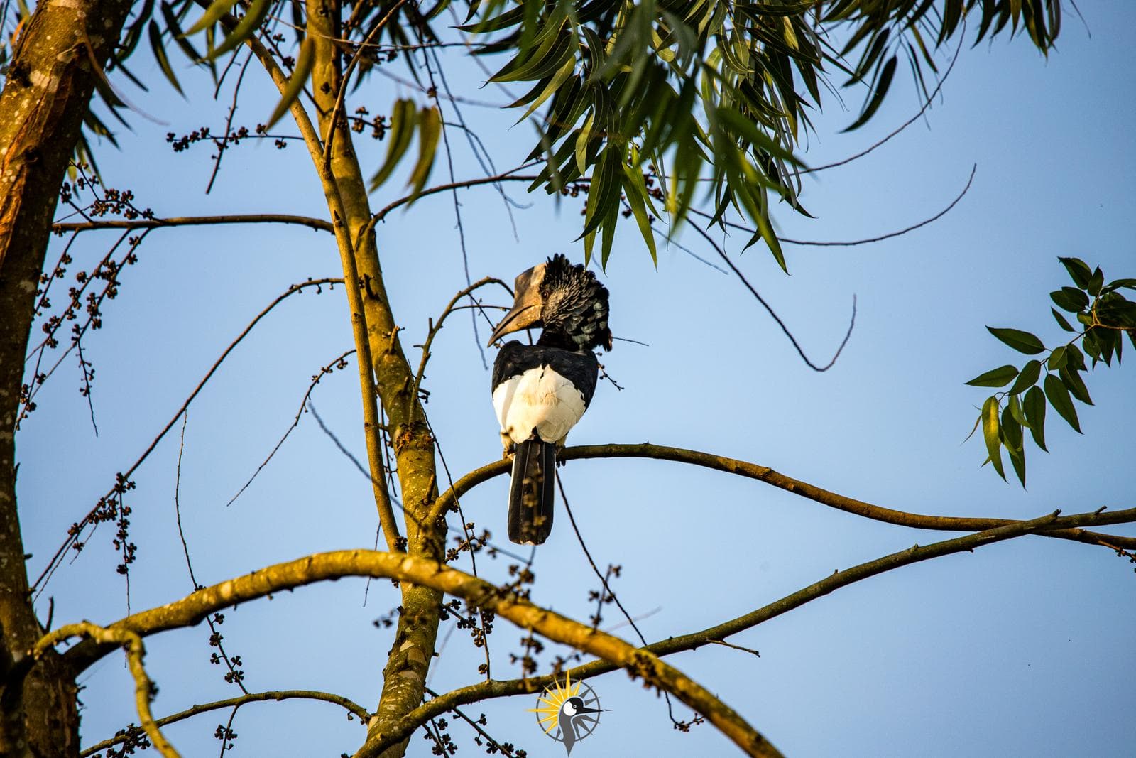 Black-and-white-casqued hornbill