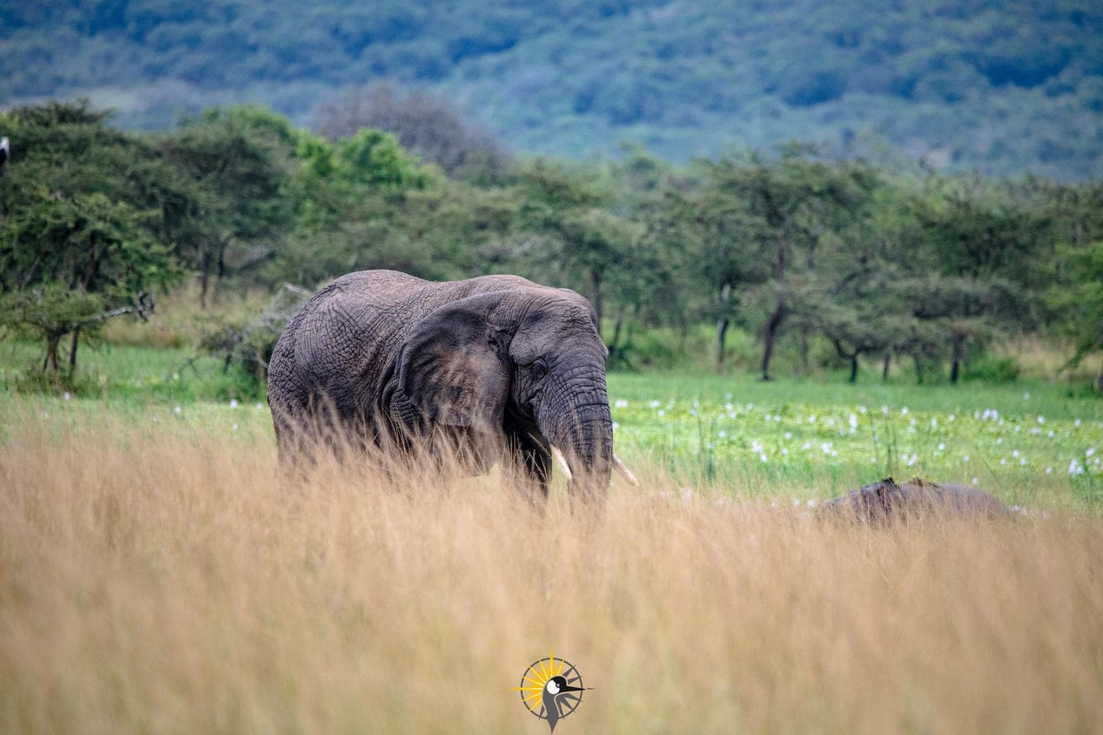 an African Elephant at Akagera national park