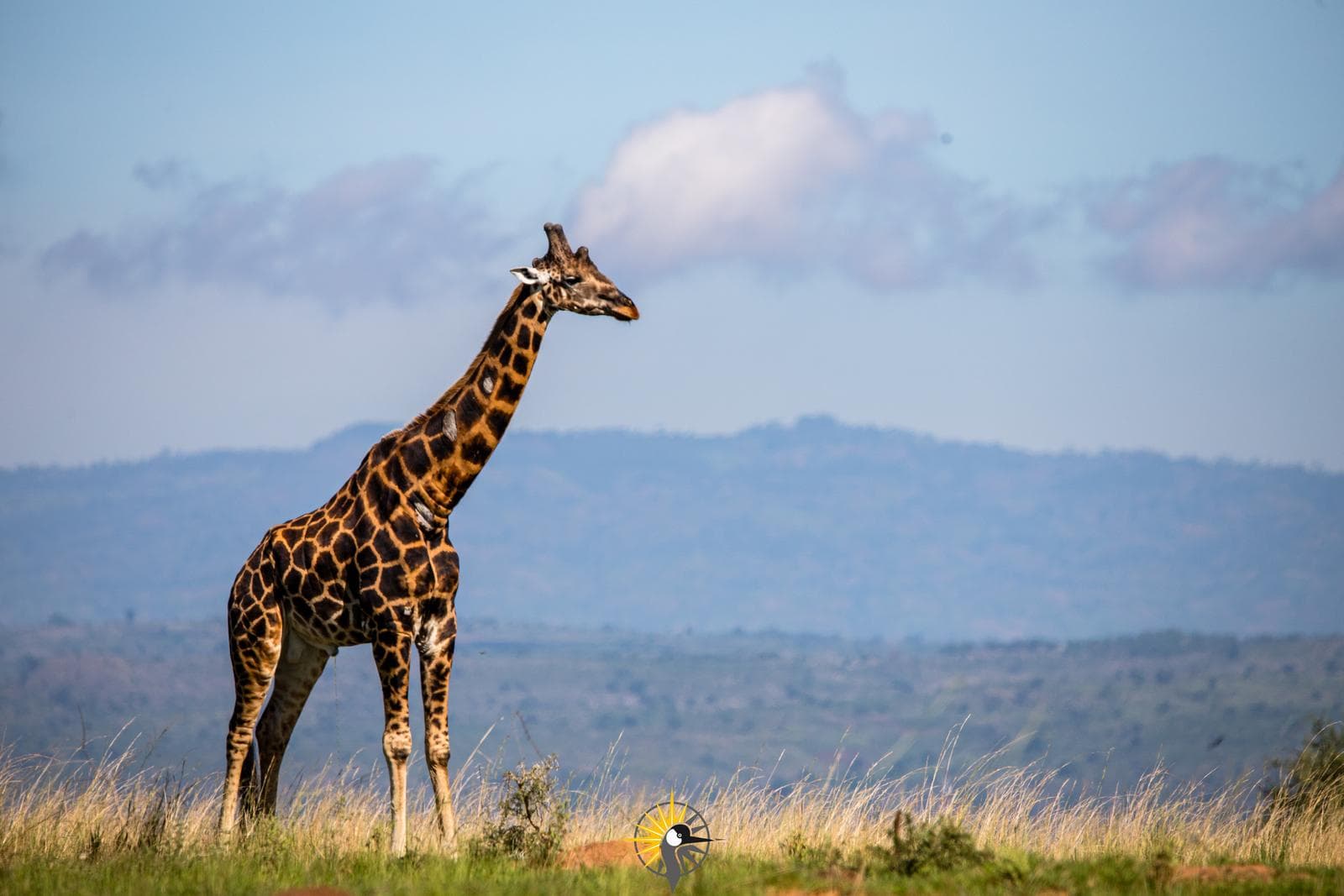 the african Giraffe
