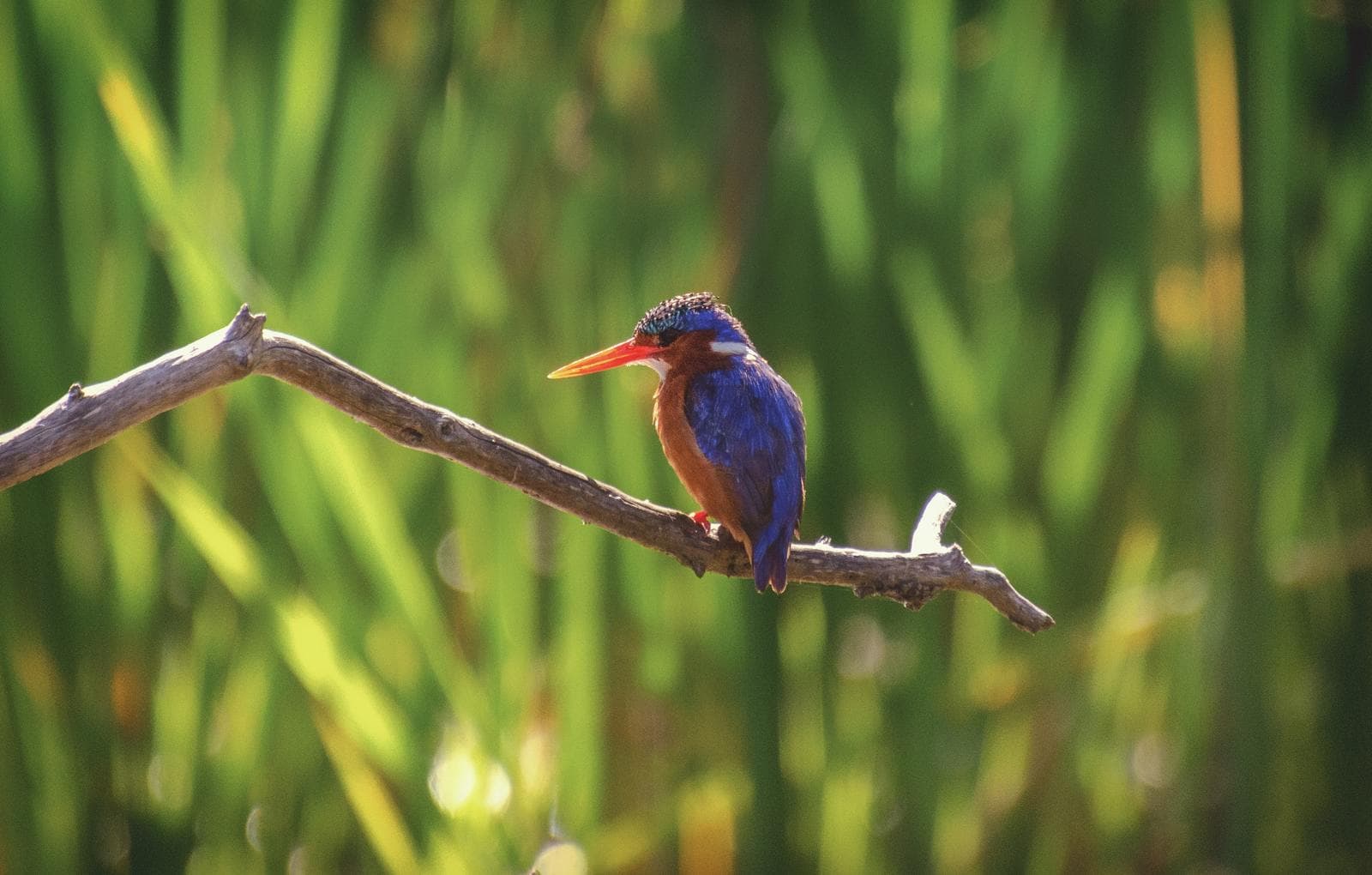 Malachite kingfisher