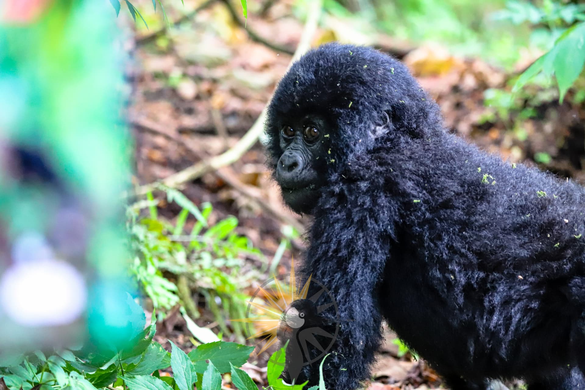 Young mountain gorilla