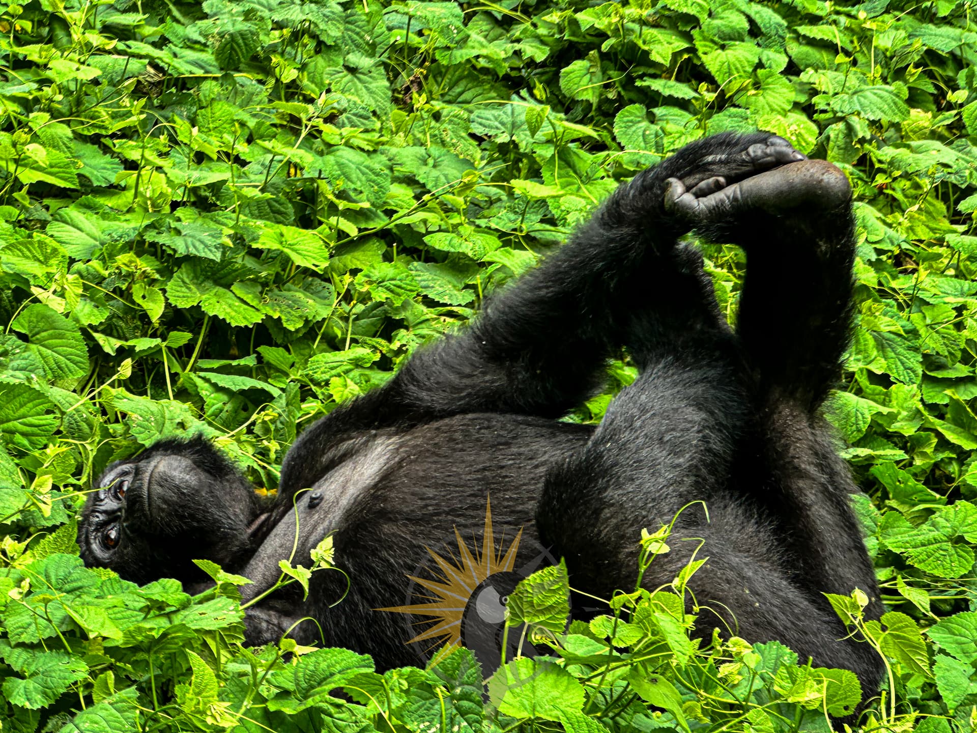 Lazy Mountain gorilla
