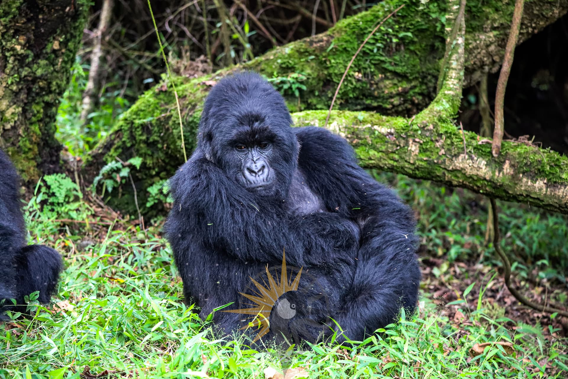 A bossy mountain gorilla
