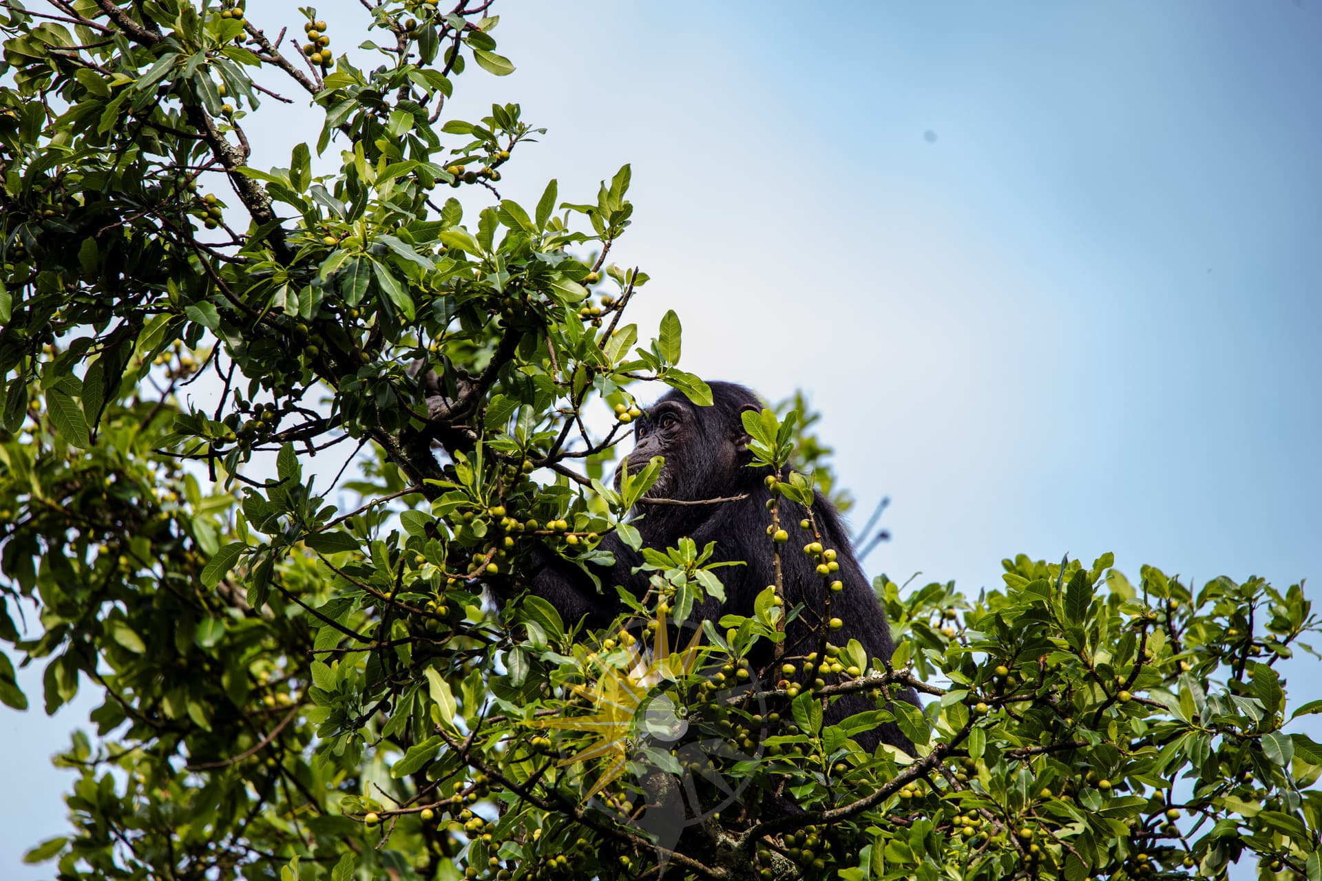 A chimpanzee picking fruits in a tree