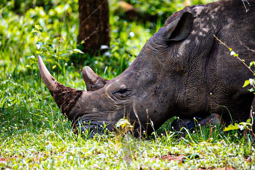 the white rhino