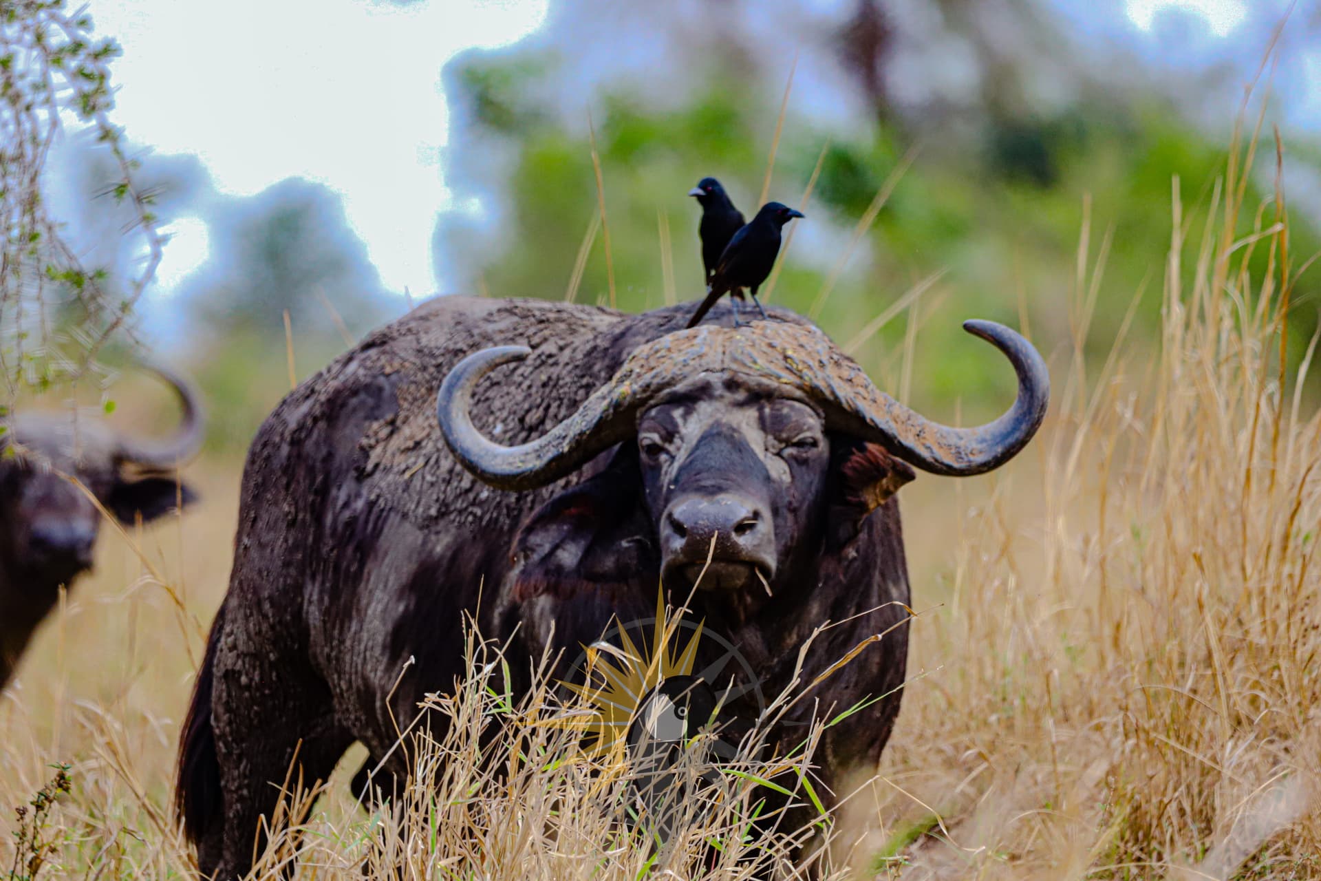 The african buffalo