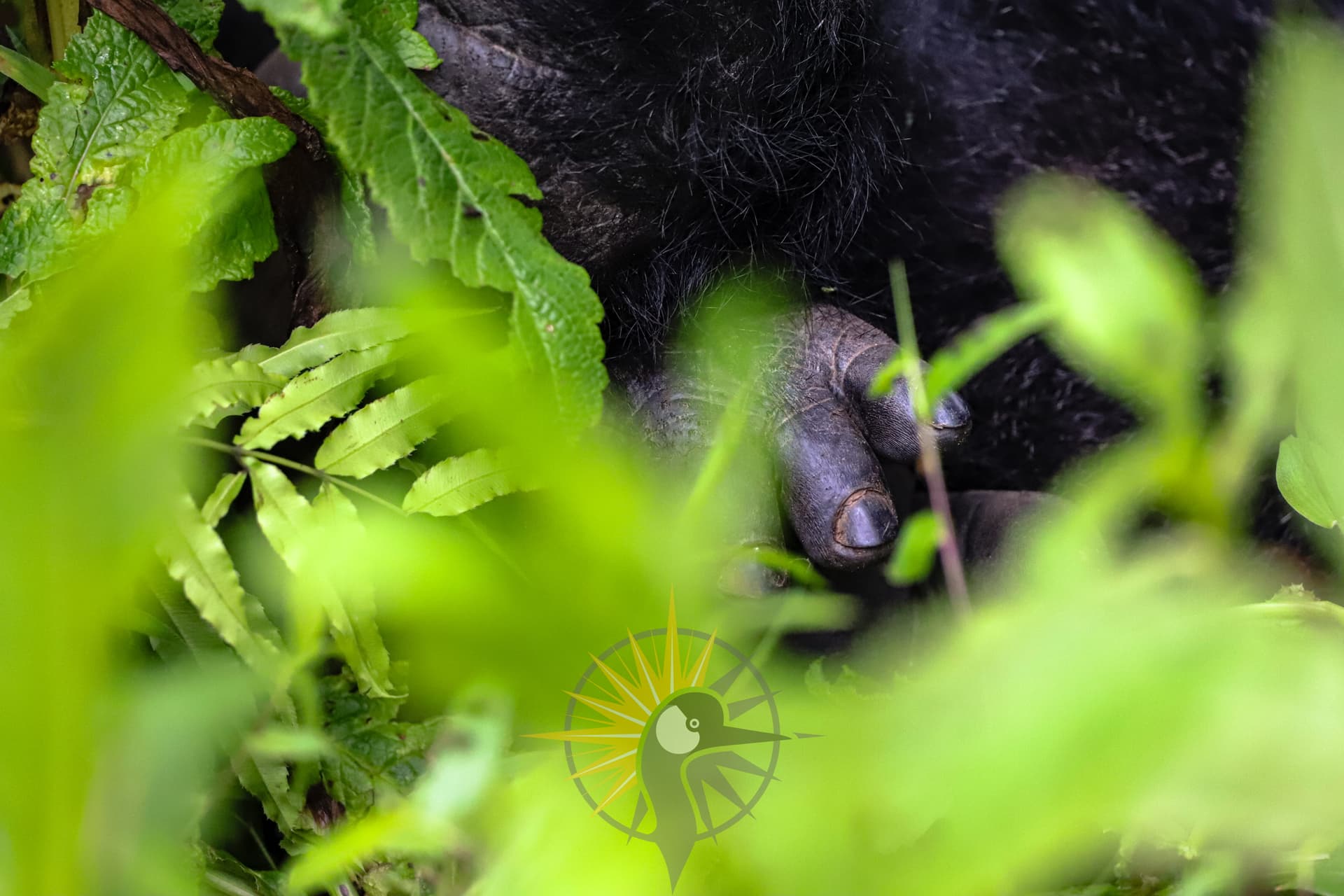 a Mountain gorilla foot