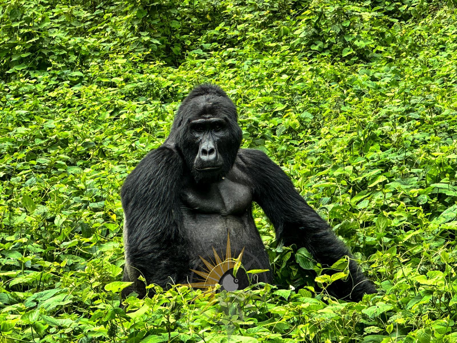Female mountain gorilla