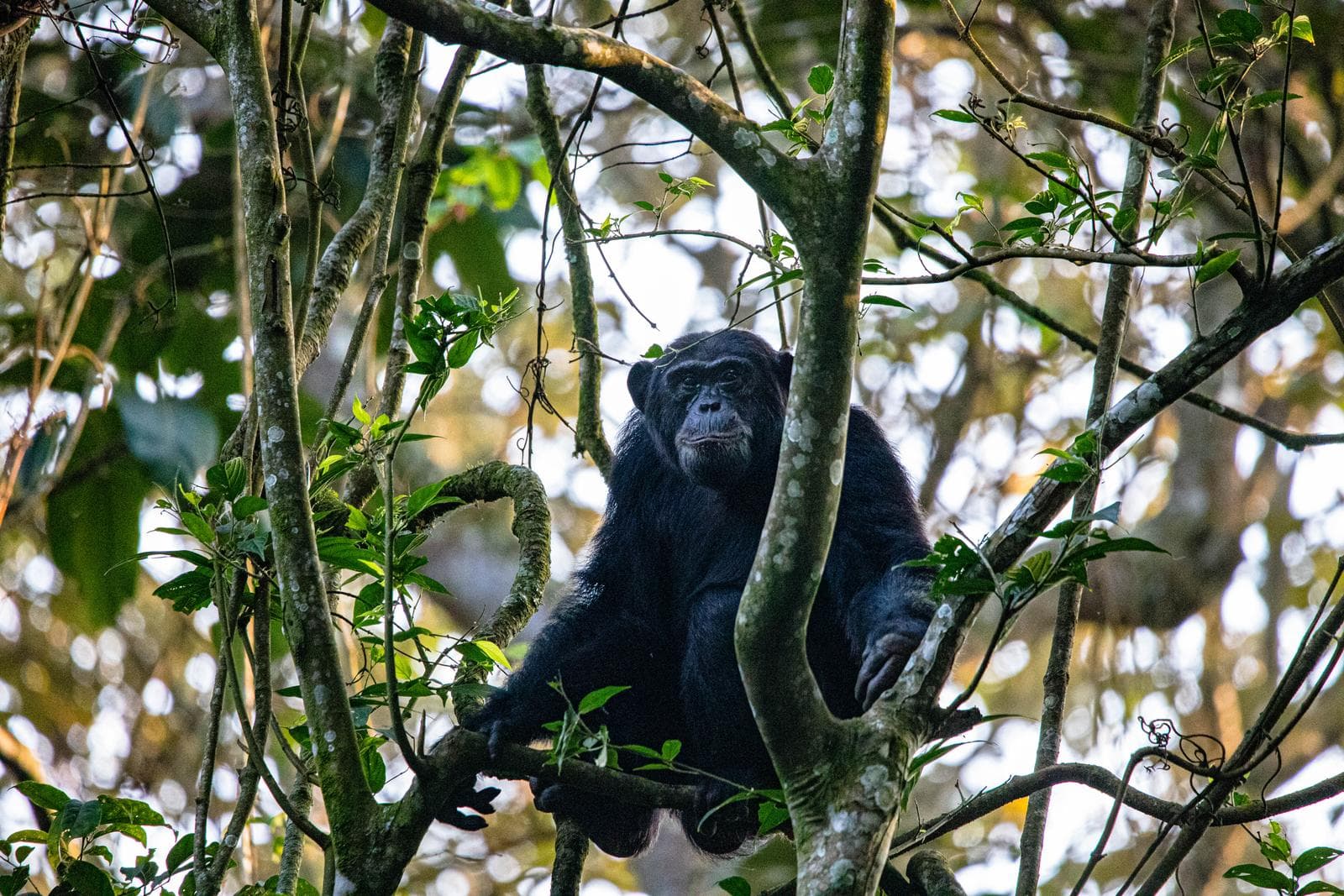 Chimpanzee in the canopy