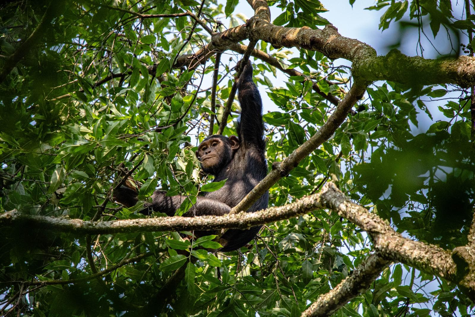 Chimpanzee hanging in a tree