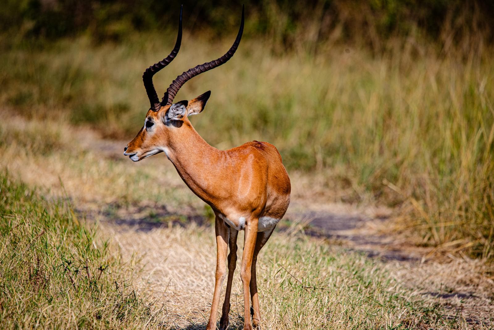 Uganda Kob