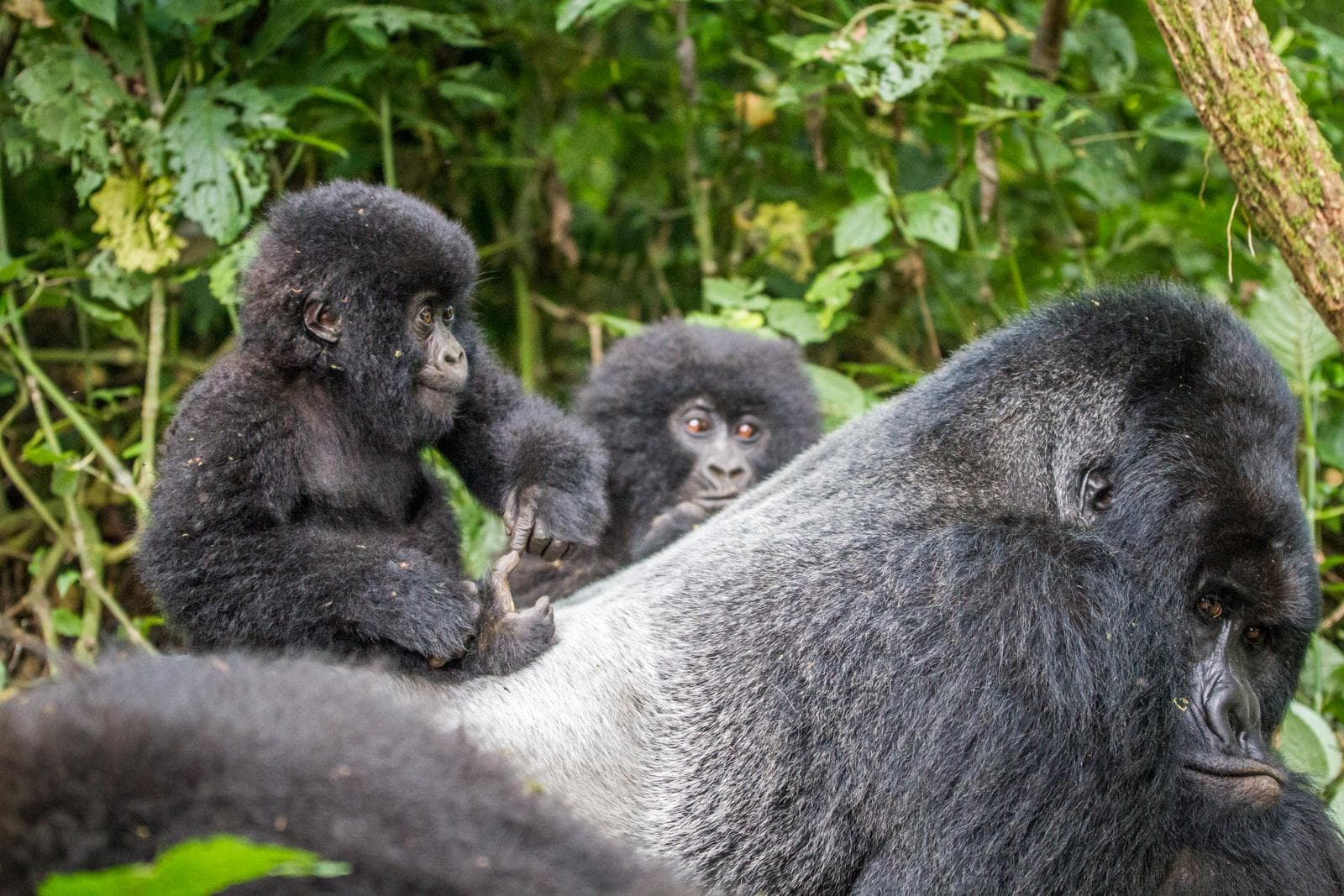 Baby Gorilla on top of a silverback