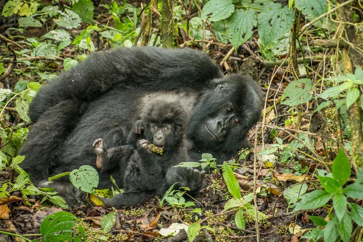 Mountain Gorilla and her baby