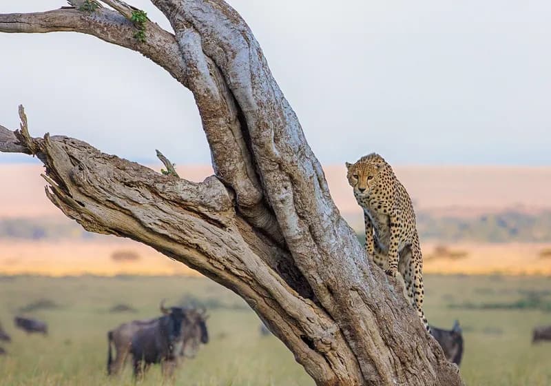 Cheetah at Masai Mara