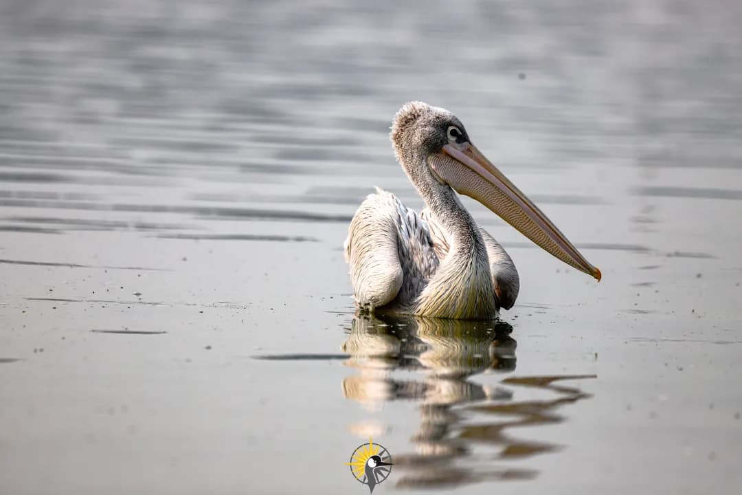 Spot billed pelican